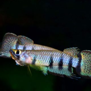 EPIPLATYS DAGETI DAGETI