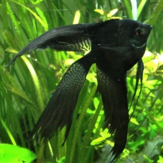 PTEROPHYLLUM SCALARE NEGRO  VELO  3,5
