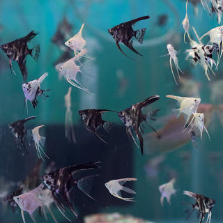 Escalar MARMOL de Velo