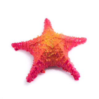 Estrella de mar Mediana