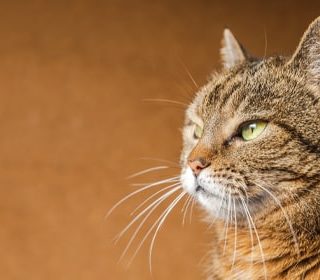 Como hacer feliz a un gato