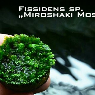 FISSIDENS MIROSHAKI