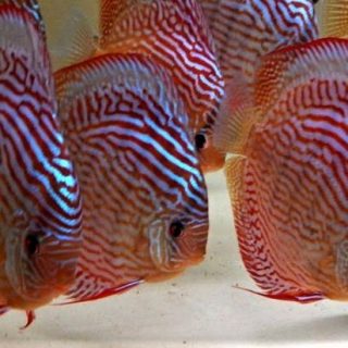 DISCO ALTUM CARNATION 7  CM