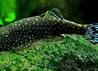 GASTROMYZON PUNCTULATUS