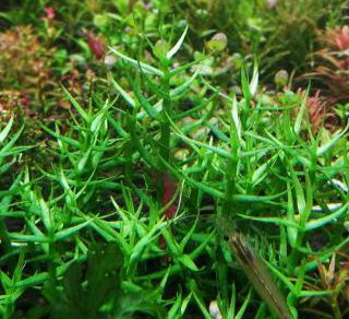 GRATIOLA VISCIDULA CUP