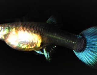 GUPPY HEMBRA AZUL MOSCU