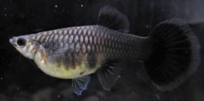 GUPPY HEMBRA NEGRO MOSCU