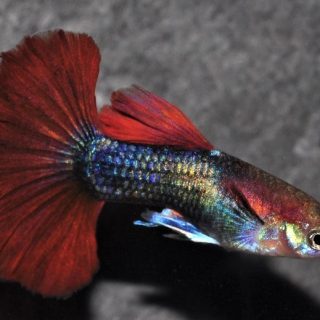 GUPPY ROSA ROJO VELO PAREJA