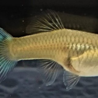 GUPPY HEMBRA VERDE MOSCU