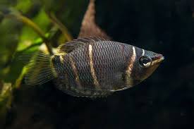 SPHAERICHTHYS OSPHOMENOIDES