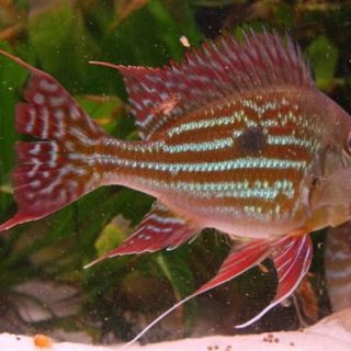 GEOPHAGUS WINEMILLERI