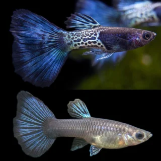 Guppy Piel de Serpiente Azul | Lebistes reticulatus PAREJA
