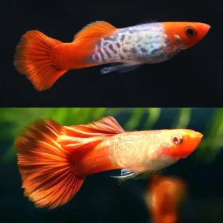 Guppy Snake Skin Koi | Lebistes Reticulatus PAREJA