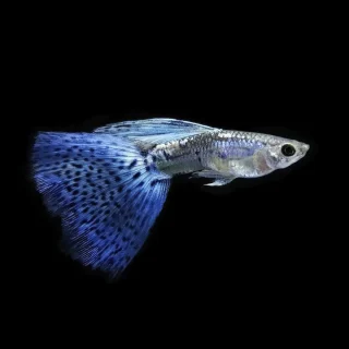 Guppy Macho Azul Glass