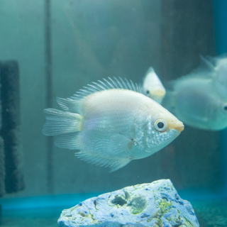 Gurami balón besador