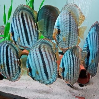 ROYAL HECKEL CROSS BLUE 8 CM