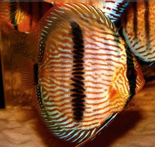 ROYAL HECKEL CROSS 9 CM