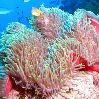 HETERACTIS MAGNIFICA