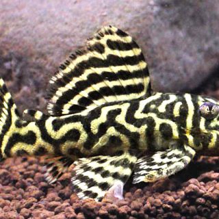 HYPANCISTRUS L 340  CRIADO