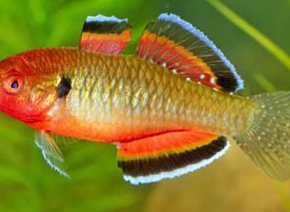 HYPSELEOSTRIS COMPRESSA