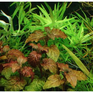 HYPTIS LORENZIANA POT