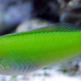 HALIOCHERES CHLOROPTERUS