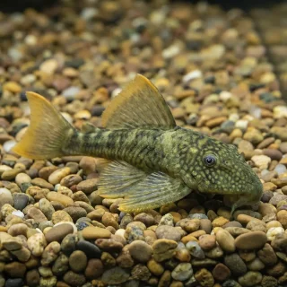 Hemiancistrus Guahiborum L106