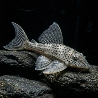 Hemiancistrus Snethlageae L141