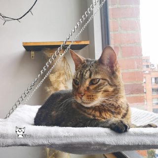 Hamaca de Ventana para gatos i3cats.