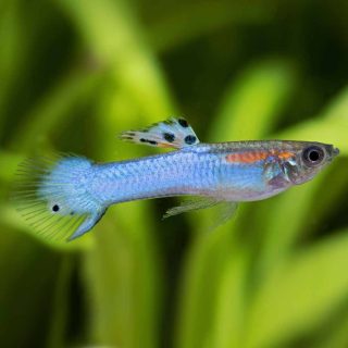 Poecilia Endleri Blue Japan | Poecilia wingei/endleri