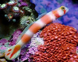 CRYPTOCENTRUS AURORA