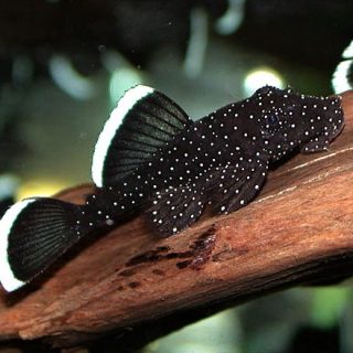 ANCISTRUS PEPPERMIND L181