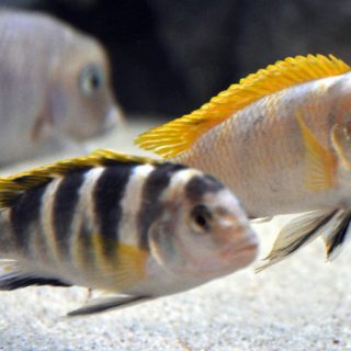 LABIDOCHROMIS PERLMUTT
