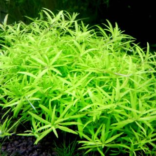 LIMNOPHILA SP. MINI VIETNAM POT