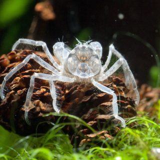 LIMNOPILOS NAIYANETRI