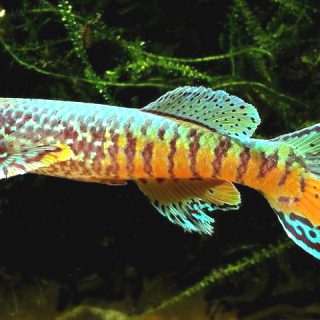 APHYOSEMION SJOESTEDI ( Pareja)