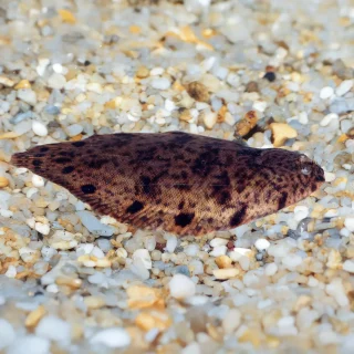 Lenguado de Agua Dulce | Brachirus sp. ~