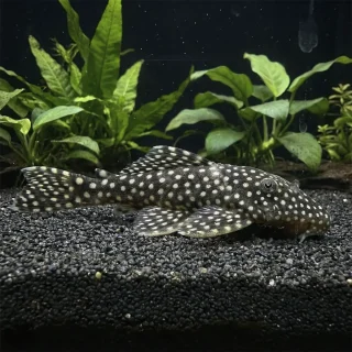 Leporacanthicus Galaxias Salvaje L029