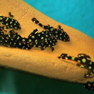 LEPORACANTHICUS GALAXIAS L007