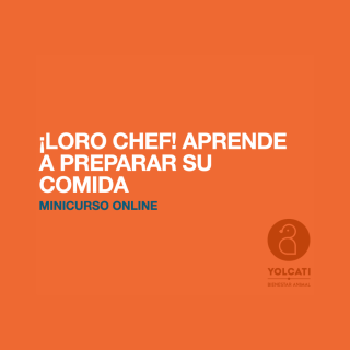 LORO CHEF: APRENDE A PREPARAR SU COMIDA