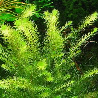 MAYACA FLUVIATILIS  POT