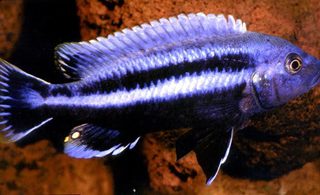 MELANOCHROMIS CHIPOKAE