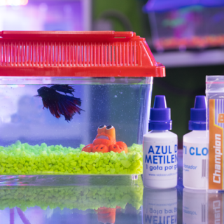 Bettera  acrilica pequeña en combo