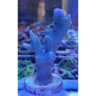 MONTPORA AZUL ESQUEJE