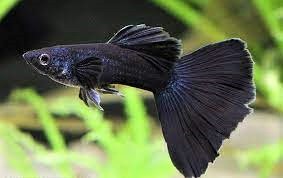 GUPPY NEGRO SOLIDO MACHO