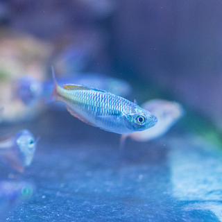 Melanotaenia Bosemani