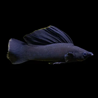Molly Vellifera Negro | Poecilia velifera