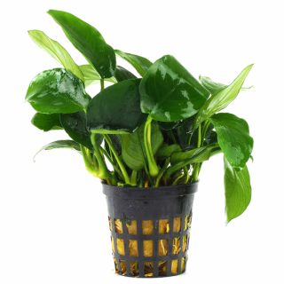 ANUBIAS NANA LARGE POT