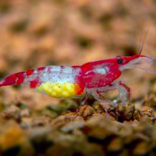 NEOCARIDINA RILI ROJA