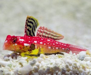 NEOSYNCHIROPUS MOYERI